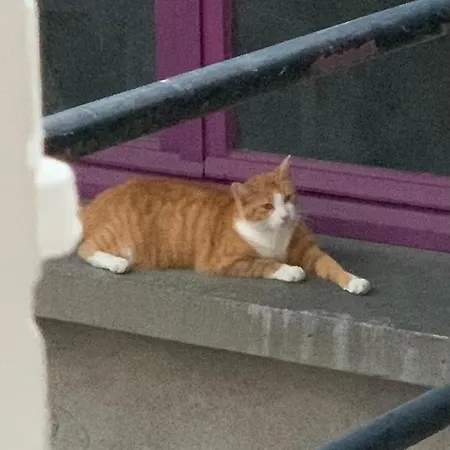 D Hotes H 住宿加早餐酒店