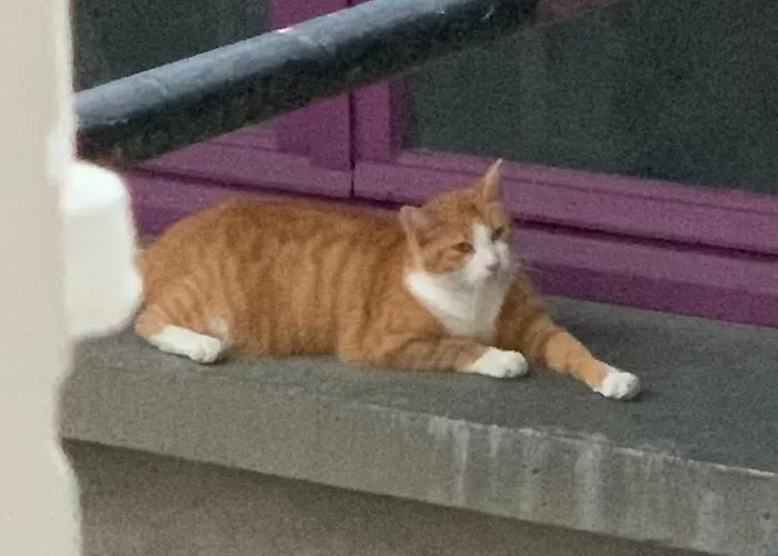 D Hotes H לינה וארוחת בוקר